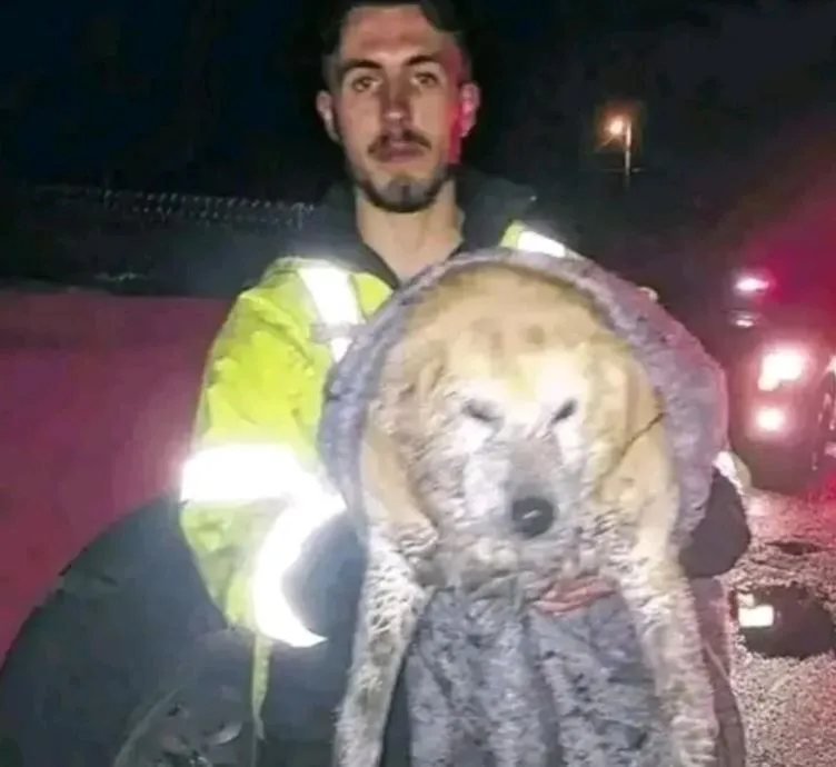 Firefighter Jake Turner didn’t think twice before plunging into freezing river waters to save a terrified dog trapped under a collapsed dock. Minutes later, he emerged—soaked, shaking, but holding something that made the crowd gasp.