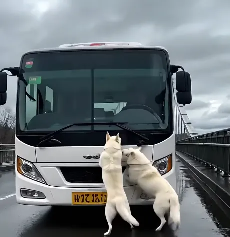 Heroic Dogs Attempt to Save Bus from Collapsing Bridge