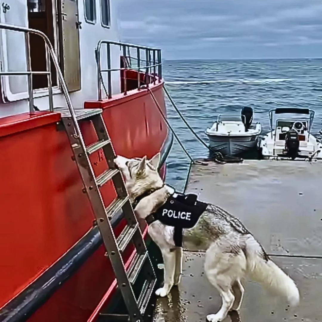 Husky Hero Saves Ship at Sea: How a Police Dog Prevented a Potential Maritime Disaster