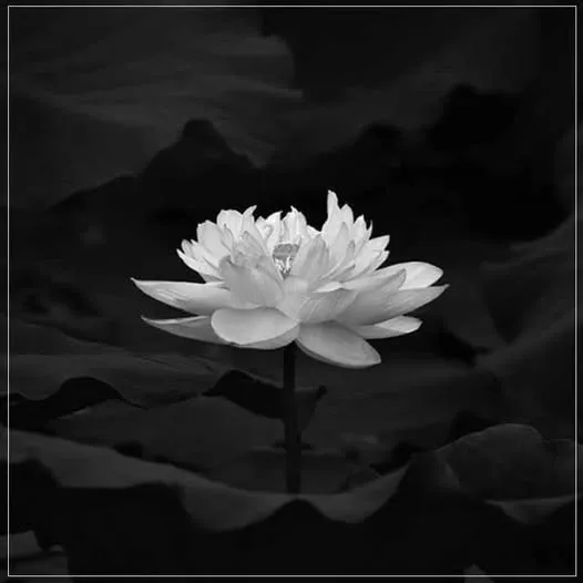 Xót xa nam nghệ sĩ hài vừa quadoi tại nhà trọ sau 5 năm bị b;ệ;nh hi;ể;m ngh;è;o, không có tiền đi viện 