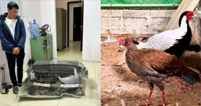 Đề xuất lạ: Không cho ngồi tù, hãy b::ắt người nuôi gà lôi… đi dạy các giáo sư tiến sĩ
