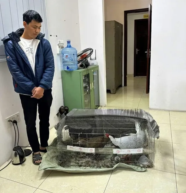 Tin cực vui dành cho người đàn ông nuôi gà lôi ở Nghệ An: 1 chi tiết bước ngoặt có thể sẽ c;;ứu cả cuộc đời