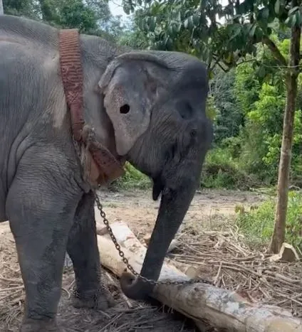 After 55 Years in Chains, This Elephant Finally Tastes Freedom.