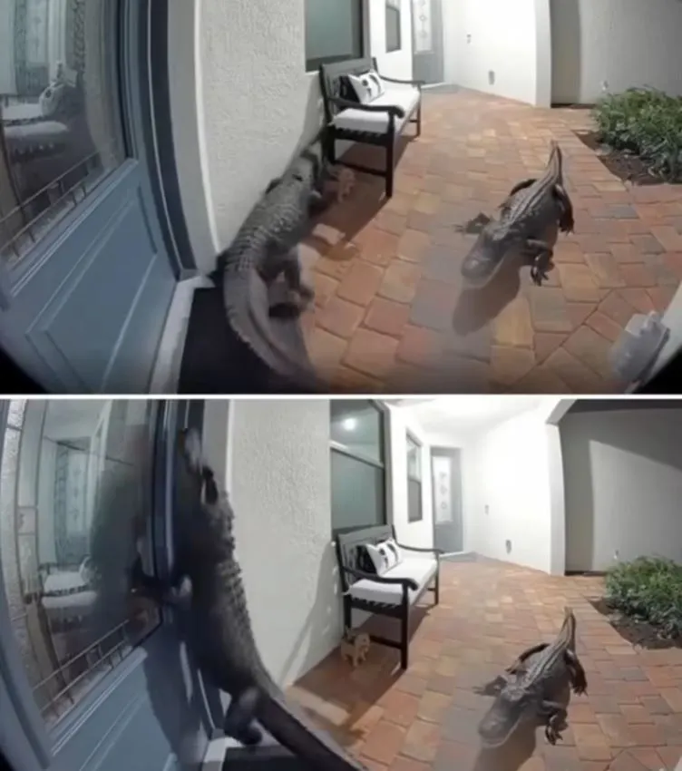A Florida family was stunned when two alligators appeared on their doorstep — and one was seen standing up.