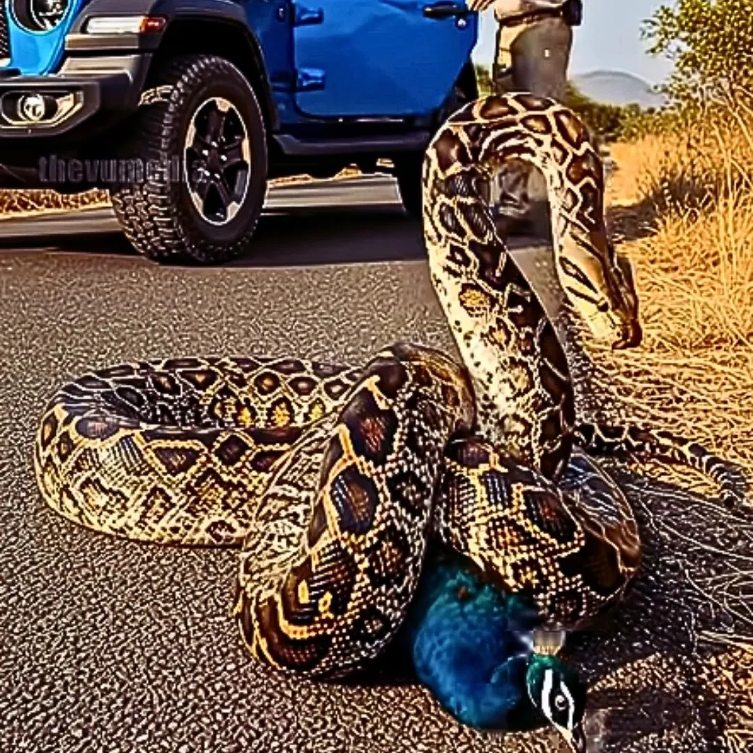 Brave Park Ranger Saves Peacock From Deadly Snake, Defying Danger to Protect Wildlife