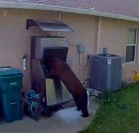 "Bear Caught on Video Doing Something You’ve Never Seen Before"