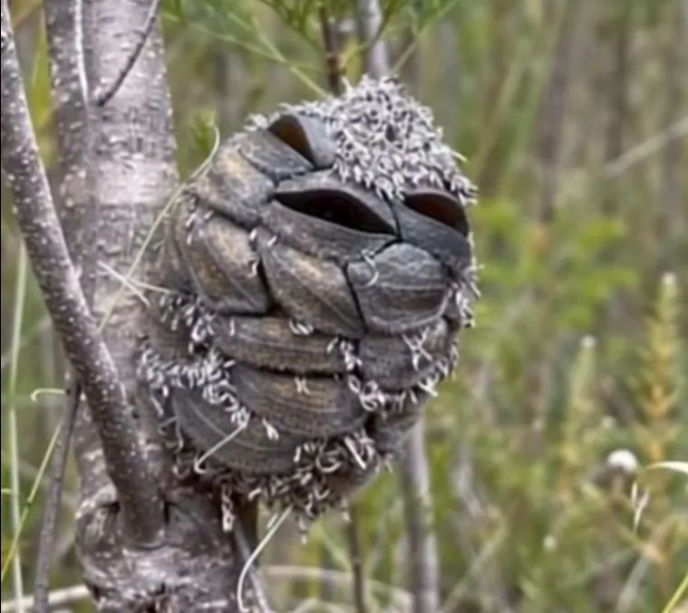 She Thought She Saw A Happy Bird In The Woods, Then Suddenly Realizes Her Mistake