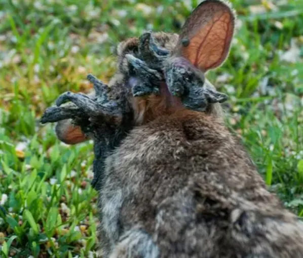 'Frankenstein' rabbits with 'tentacles' explained as experts issue warning after they invade the US 'Frankenstein' rabbits with 'tentacles' explained as experts issue warning after they invade the US
