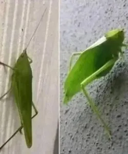 Insect Messaging: The Leaf Grasshopper’s Messenger