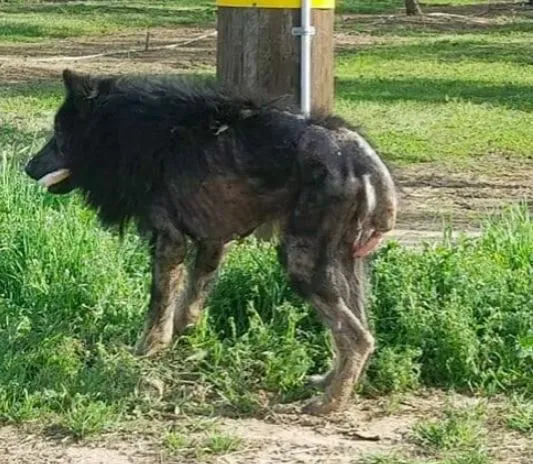 “Werewolf” Stands On Side Of Road For Months: Then A Stranger Approaches And Does The Unthinkable