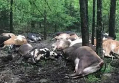 Farmer Finds Pasture Empty, Sees All 32 Dead Cows In One Big Pile