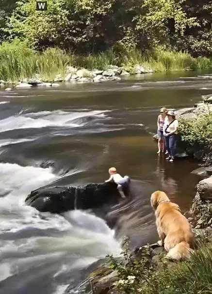 Heart-Stopping Rescue: Dog Drags Baby Away Just in Time