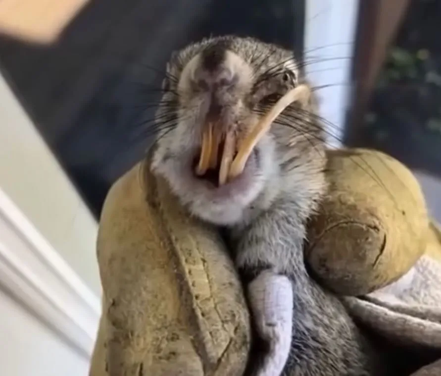 Squirrel With Enormous Tooth Gets a Second Chance Thanks to Compassionate Animal Lover