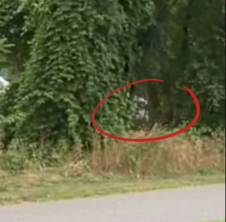 Man Hears Crying Coming From Bushes – Takes A Closer Look And Gets Petrified