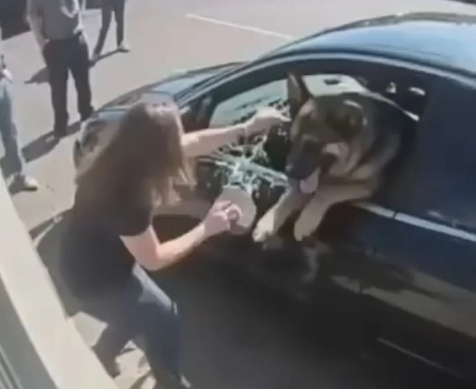 I SMASHED A STRANGER’S CAR WINDOW TO SAVE A DOG — AND THEN SOMETHING COMPLETELY