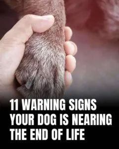 11 heartbreaking signs your dog might be nearing end—and how to comfort them with love