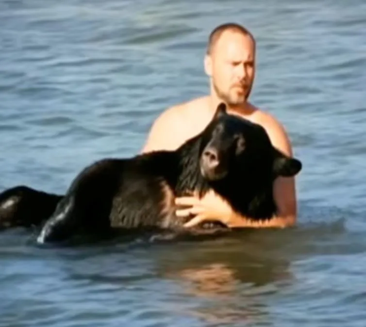 A 400 Pound Black Bear Was Drowning In The Ocean, But One Man Refused To Let That Happen