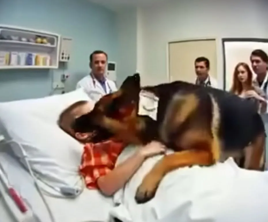 Retired K9 Refused to Leave Boy’s Bed and Bit the Frame — Then Doctors Made