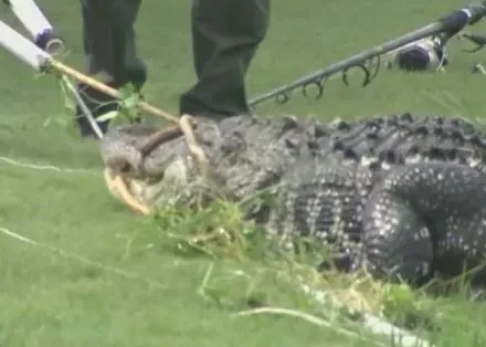 Golf ball diver recovering after alligator attack in Florida