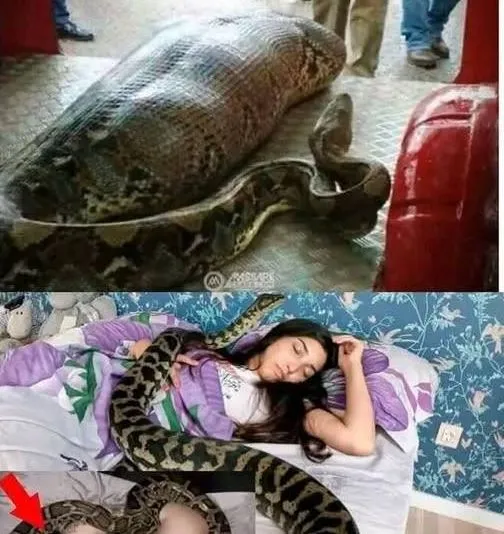 Woman slept with her python every night until the vet showed her a surprising ultrasound