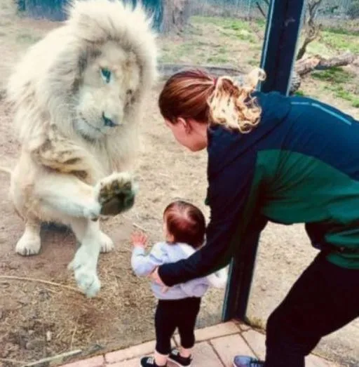 MY SISTER TOOK HER DAUGHTER TO THE ZOO—BUT THE LION ONLY REACTED TO HER