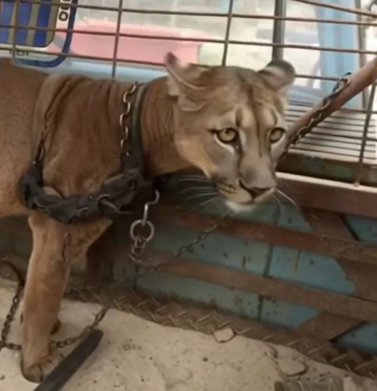 Circus Lion Chained To Truck For 20 Years Takes First Steps To Freedom