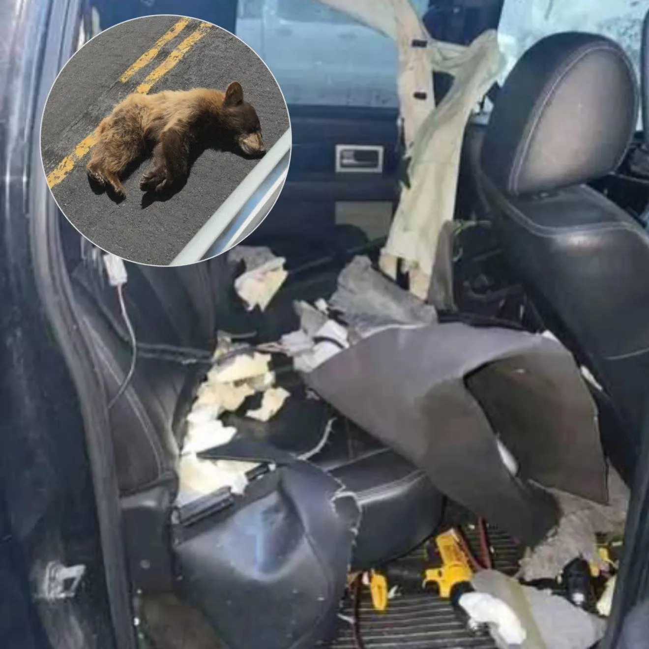 Bear Mom Takes Revenge on Cars in Utah: The Pain Behind a Strange Wave of Destruction