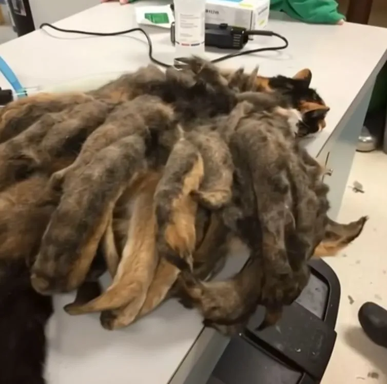 When Animal Rescuers Saw This ‘Octopus’ Lookalike Animal, They Couldn’t Believe Their Eyes