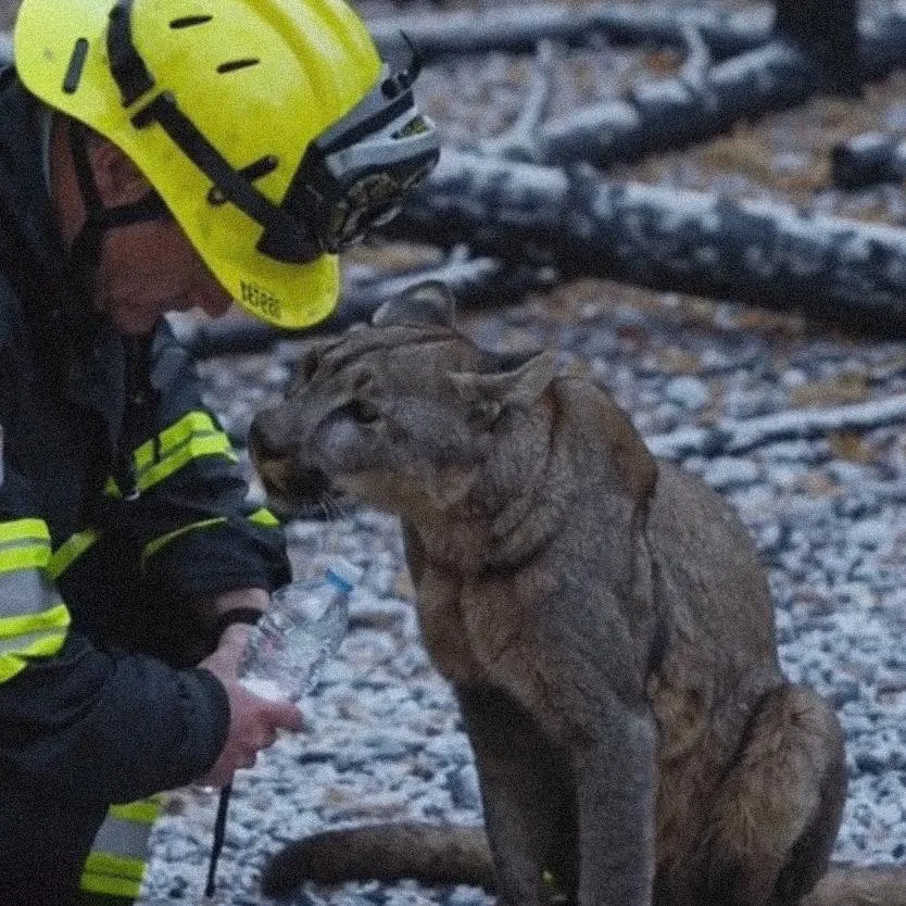 No one could believe it: In the middle of a blazing inferno, a firefighter suddenly handed his water bottle to “the most dangerous predator of the mountains”… And what happened next left the entire crew speechless!