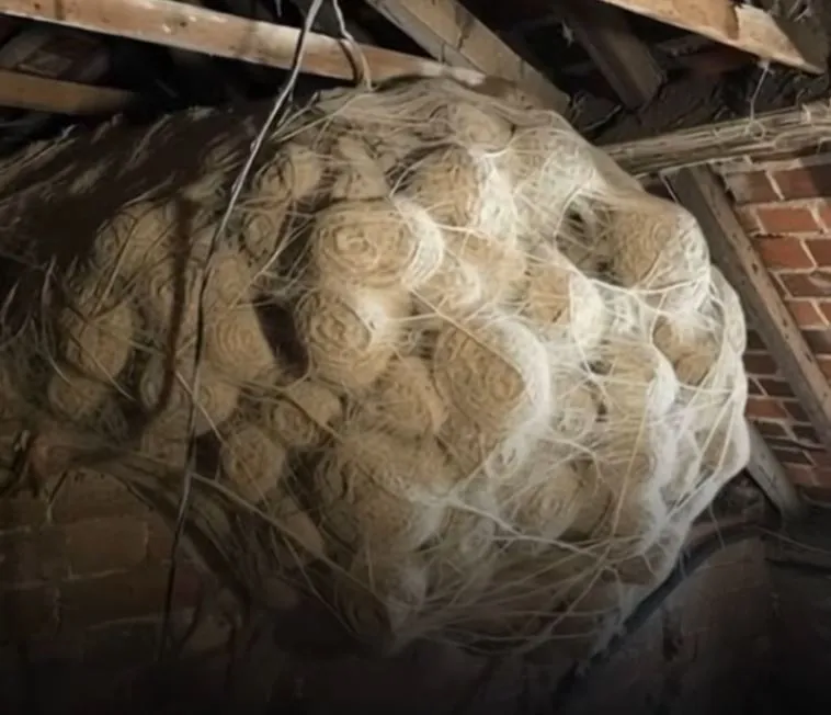 A Guy Discovered “Biggest Hornet’s Nest They Ever Seen” Hidden In An Attic