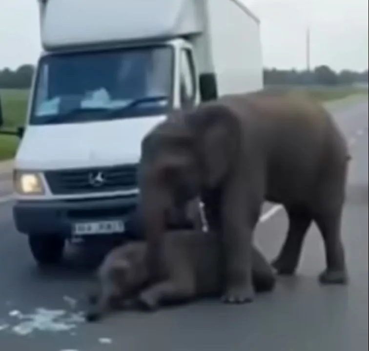 A Mother’s Grief On The Highway: The Baby Elephant That Never Came Home