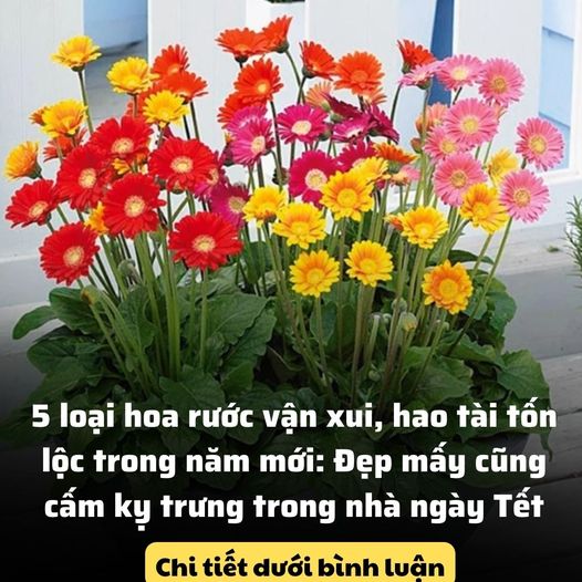 5 loại hoa rước vận xui, hao tài tốn lộc trong năm mới: Đẹp mấy cũng cấm kỵ trưng trong nhà ngày Tết