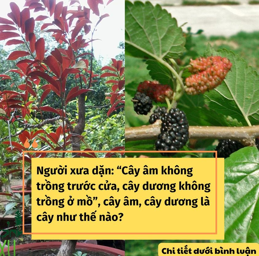 Người xưa dặn: “Cây âm không trồng trước cửa, cây dương không trồng ở mồ”, cây âm, cây dương là cây như thế nào??