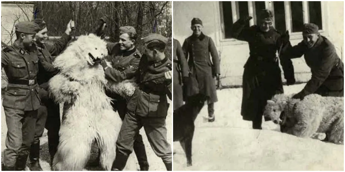 Die bizarre Obsession Deutschlands, mit Eisbären-Maskottchen zu posieren, 1920-1970